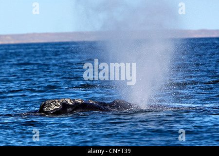 Baleine franche australe (Eubalaena australis, Balaena glacialis australis), soufflage, l'Argentine, Péninsule Valdes Banque D'Images