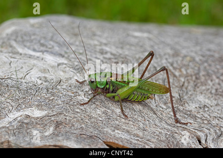 Dectique verrucivore, bushcricket dectique verrucivore (Decticus verrucivorus), homme, Allemagne Banque D'Images