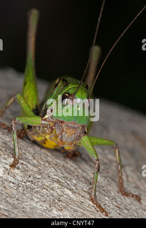 Dectique verrucivore, bushcricket dectique verrucivore (Decticus verrucivorus), homme, Allemagne Banque D'Images