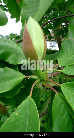 L'Magnolia japonais, japonais le magnolia (Magnolia obovata), l'ouverture des bourgeons Banque D'Images