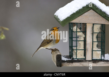 European robin (Erithacus rubecula aux abords), à un lieu d'alimentation, de l'Allemagne Banque D'Images