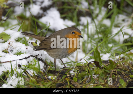 European robin (Erithacus rubecula aux abords), en hiver, Allemagne Banque D'Images