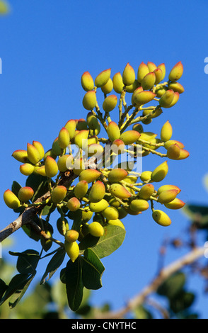 Pistache (Pistacia vera), pistaches sur un arbre, Grèce Banque D'Images