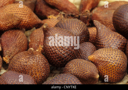 Snake palm, sala palm, salak Salacca zalacca, Salacca (edulis), snake fruits de palmier Banque D'Images