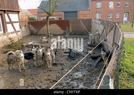 Alaskan Husky (Canis lupus f. familiaris), négligé les chiens dans un chenil boueux dans une ferme, l'Allemagne, Brandebourg Banque D'Images