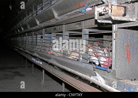 Les oiseaux domestiques (Gallus gallus f. domestica), les poules pondeuses dans des cages, Allemagne Banque D'Images