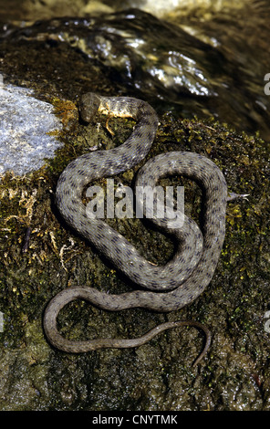 Snake (Natrix tessellata dés), allongé sur un rocher, Allemagne Banque D'Images