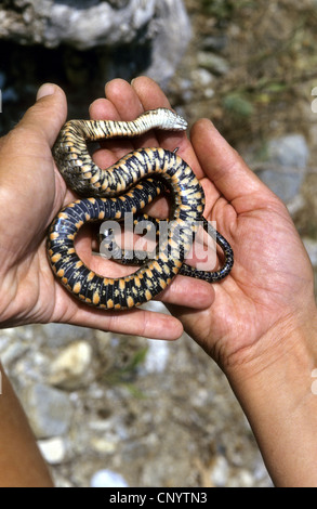 Snake (Natrix tessellata dés), jouer possum, Allemagne Banque D'Images