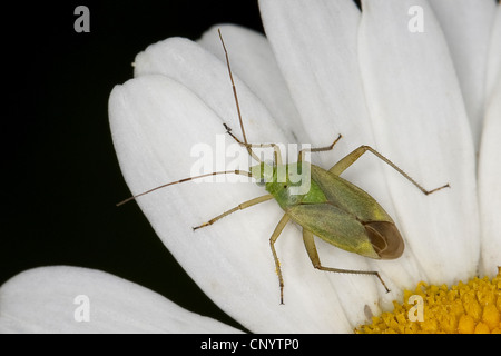 Bug de la pomme de terre, pomme de terre, fraise capside Bug (Closterotomus norvegicus, Cimex Closterotomus norwegicus, bipunctatus, Calocoris norvegicus), assis sur une fleur blanche, Allemagne Banque D'Images