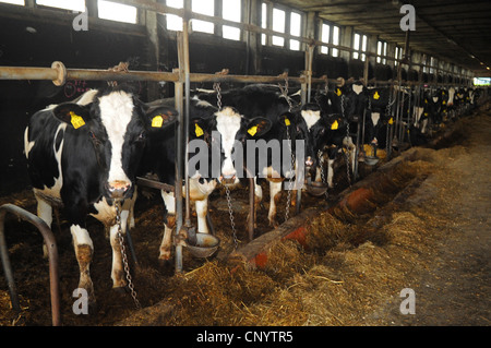 Les bovins domestiques (Bos primigenius f. taurus), les vaches laitières enchaîné dans l'étable, Allemagne Banque D'Images