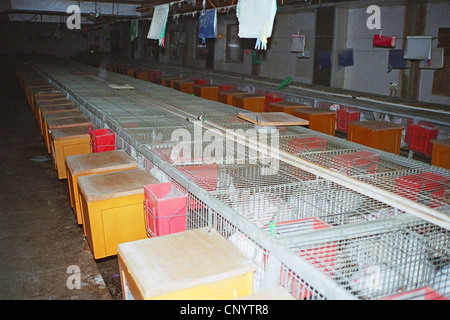 Lapin domestique (Oryctolagus cuniculus f. domestica), l'engraissement dans l'agriculture industrielle, ALLEMAGNE Banque D'Images