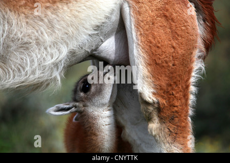 Guanaco (Lama guanicoe), mère allaitant son faon, le Chili, le Parc National Torres del Paine Banque D'Images