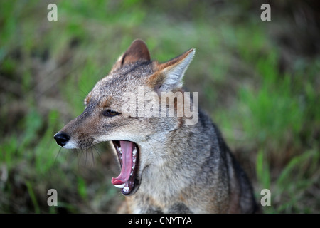 Colpeo, loup, Culpeo Culpeo zorro, renard, loup andine andine (dusicyon culpaeus, Pseudalopex culpaeus, Lycalopex culpaeus), le bâillement, le Chili, le Parc National Torres del Paine Banque D'Images