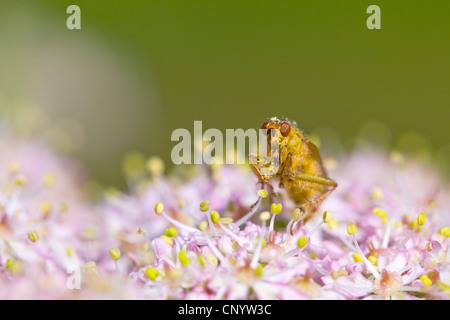 Jaune commun dung fly ( Scathophaga stercoraria ) Banque D'Images