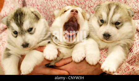 Alaskan Husky (Canis lupus f. familiaris), trois petits sur le bras puppys Banque D'Images