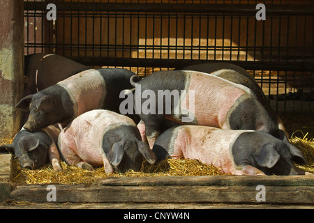 Porc domestique, Saddleback Angeln (Sus scrofa domestica). f, Saddleback, Sattelschwein Angeln Pêcheur, dans une étable Banque D'Images