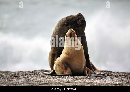 Lion de mer du Sud, en Amérique du Sud, le lion de mer Le lion de mer de Patagonie (Otaria flavescens, Otaria byronia), paire sur la plage, l'Argentine, Péninsule Valdes Banque D'Images