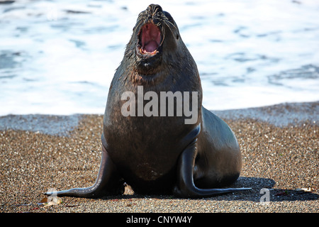 Lion de mer du Sud, en Amérique du Sud, le lion de mer Le lion de mer de Patagonie (Otaria flavescens, Otaria byronia), l'appel, l'Argentine, Péninsule Valdes Banque D'Images