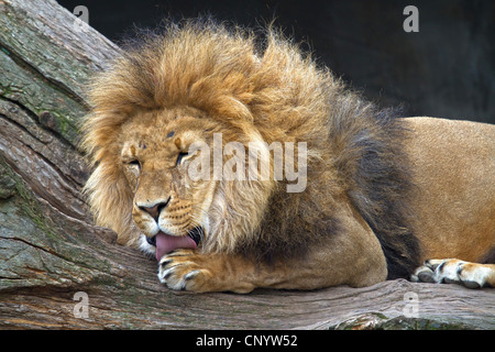 Lion (Panthera leo), allongé sur un tronc d'arbre de lécher les pieds Banque D'Images