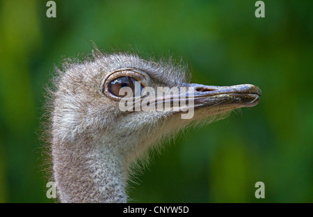 Autruche (Struthio camelus australis), portrait, Allemagne Banque D'Images