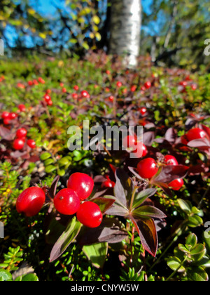 Dwarf cornel, du cornouiller (Cornus suecica), la fructification, la Norvège, Troms, Breivika Banque D'Images