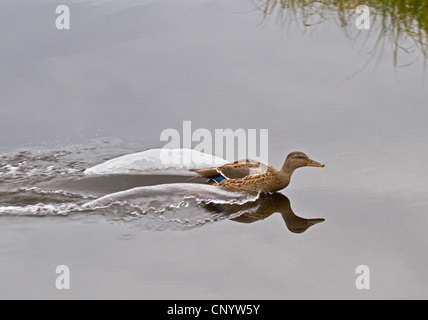 Le Canard colvert (Anas platyrhynchos), femme l'atterrissage dans l'eau, de la Norvège, Troms, Tromsoe Banque D'Images