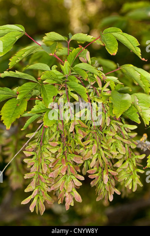 L'érable à feuilles de vigne, Vineleaf Érable (Acer cissifolium), infrutescences Banque D'Images