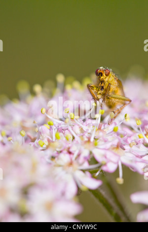 Jaune commun dung fly ( Scathophaga stercoraria ) Banque D'Images