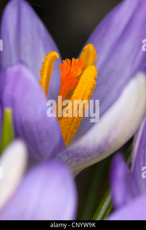 Début de crocus (Crocus tommasinianus), macro shot de fleur avec de l'endurance et la stigmatisation Banque D'Images