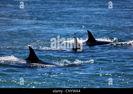 Orca, grand orque, grampus (Orcinus orca), les patrouilles, l'Argentine, Péninsule Valdes Banque D'Images