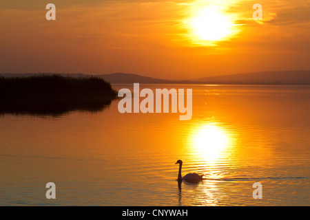 Mute swan (Cygnus olor), natation sur Neusiedlersee dans le coucher du soleil, l'Autriche, Burgenland, le parc national de Neusiedler See, Podersdorf Banque D'Images