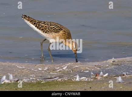 Le Combattant varié (Philomachus pugnax), sur l'alimentation, de l'Autriche, Burgenland, le parc national de Neusiedler See, Nationalpark Voir Banque D'Images