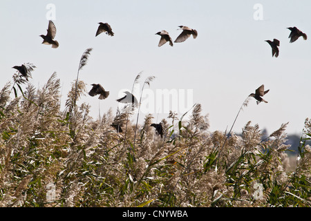 Étourneau sansonnet (Sturnus vulgaris), troupeau d'étourneaux landing à Reed, l'Autriche, Burgenland, le parc national de Neusiedler See, Ilmitz Banque D'Images