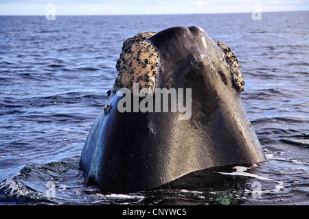 Baleine franche australe (Eubalaena australis, Balaena glacialis australis), en mer, l'Argentine, l'Atlantik Peninsula Valdes Banque D'Images