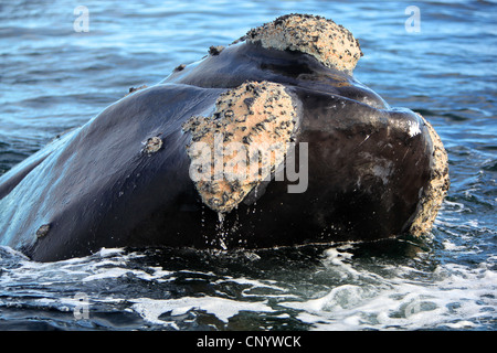 Baleine franche australe (Eubalaena australis, Balaena glacialis australis), en mer, l'Argentine, l'Atlantik Peninsula Valdes Banque D'Images