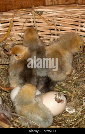 Les oiseaux domestiques (Gallus gallus f. domestica), chiks dans un nid l'éclosion, Allemagne Banque D'Images