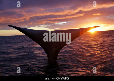 Baleine franche australe (Eubalaena australis, Balaena glacialis australis), Fluke au coucher du soleil, l'Argentine, Péninsule Valdes Banque D'Images