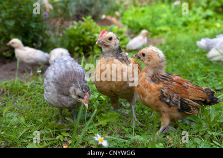 Les oiseaux domestiques (Gallus gallus f. domestica), les poussins dans un pré, Allemagne Banque D'Images