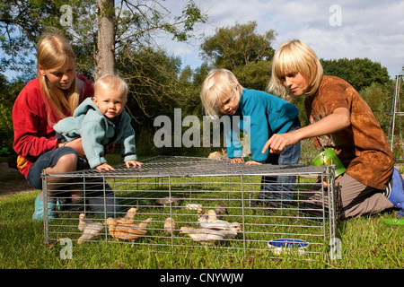 Les oiseaux domestiques (Gallus gallus f. domestica), les enfants de regarder les poussins dans un boîtier en liberté dans un pré, Allemagne Banque D'Images