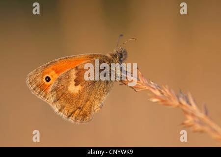 Petit heath (Coenonympha pamphilus), assis à une oreille, Allemagne Banque D'Images