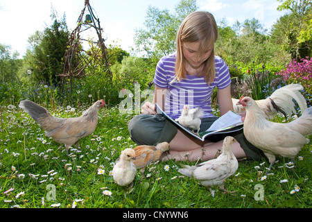 Bantam (Gallus gallus f. domestica), une jeune fille assise dans une prairie avec tame et curieux des poussins et la lecture d'un magazine, Allemagne Banque D'Images