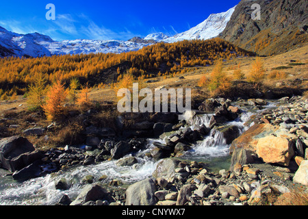 Le mélèze commun européen, mélèze (Larix decidua, Larix europaea), vue à travers la vallée de Saas avec Mountain Brook et montagnes de mélèze en automne coloration en face de montagnes couvertes de neige, Suisse, Valais, Saas Fee Banque D'Images