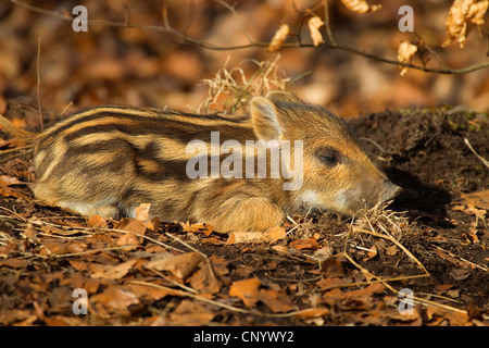 Le sanglier, le porc, le sanglier (Sus scrofa), shoat dormir sur le sol forestier, Allemagne Banque D'Images