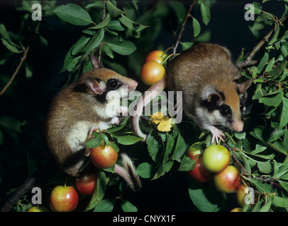 Jardin loir (Eliomys quercinus), deux individus sur les branches d'escalade Banque D'Images