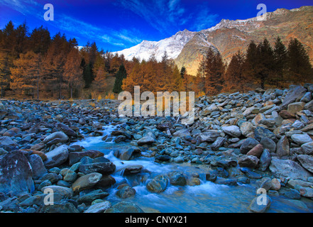 Le mélèze commun européen, mélèze (Larix decidua, Larix europaea), vue à travers la vallée de Saas avec Mountain Brook et montagnes de mélèze en automne coloration en face de montagnes couvertes de neige, Suisse, Valais, Saas Fee Banque D'Images