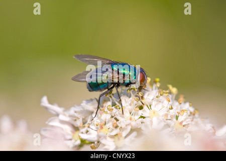 Mouche ou conjoint greenbottle ( Lucilia caesar ) Banque D'Images