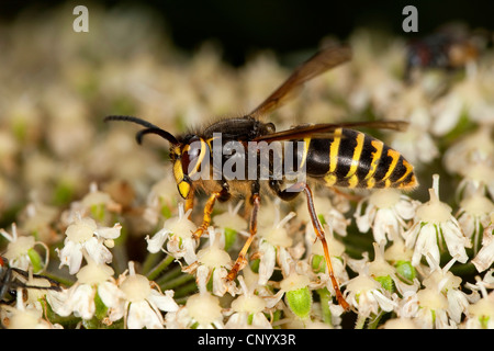 Guêpe Dolichovespula média (media), homme assis sur umbellifer, Allemagne Banque D'Images