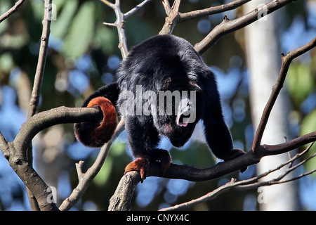 La main dans le singe hurleur (Alouatta belzebul), assis sur un arbre à hurler, Brésil, Banque D'Images