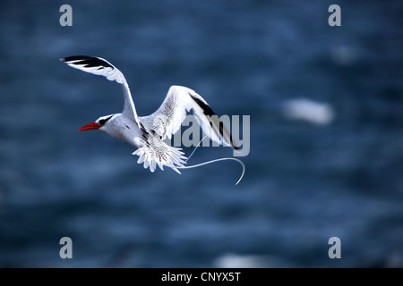 Red-billed tropic bird (Fregata magnificens), voler, Équateur, Îles Galápagos Banque D'Images