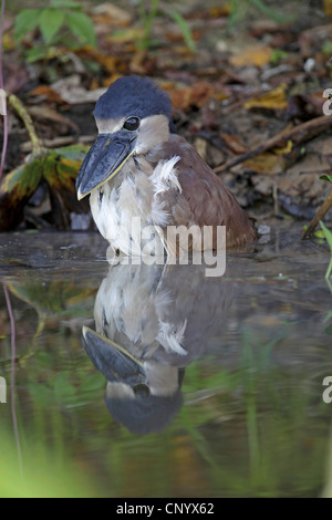 Boat-billed heron (Cochlearius cochlearius), squeaker assis dans l'eau peu profonde sur le lac, Brésil Banque D'Images